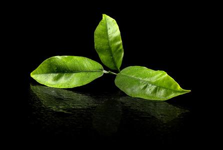 绿茶叶图片