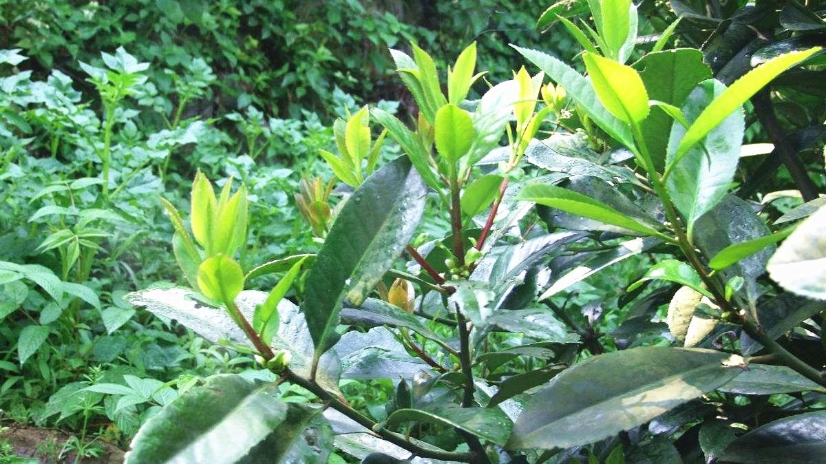 青青的山上生灵芽 --走,上磁峰,采野生苦丁茶去