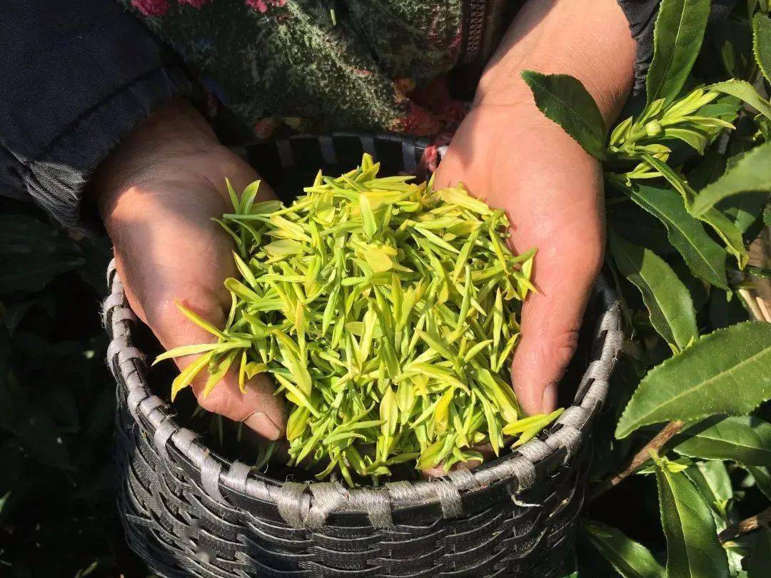茶叶保险来啦,乳山茶农不再靠天吃饭!